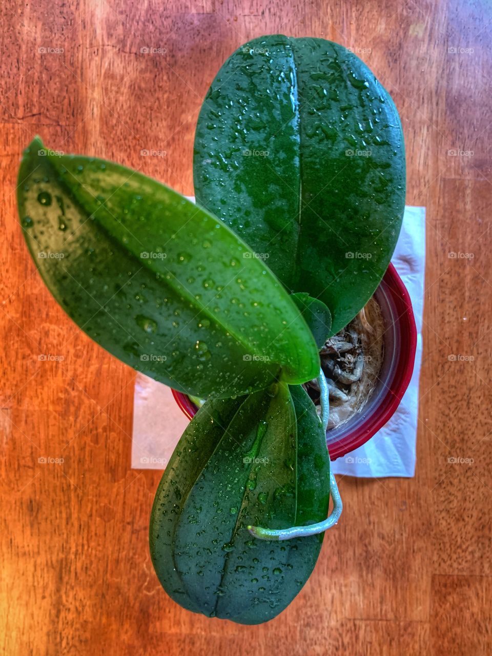 Green leaf of the moth orchid with red pot. An indoor  plant. Home decoration. Nature.