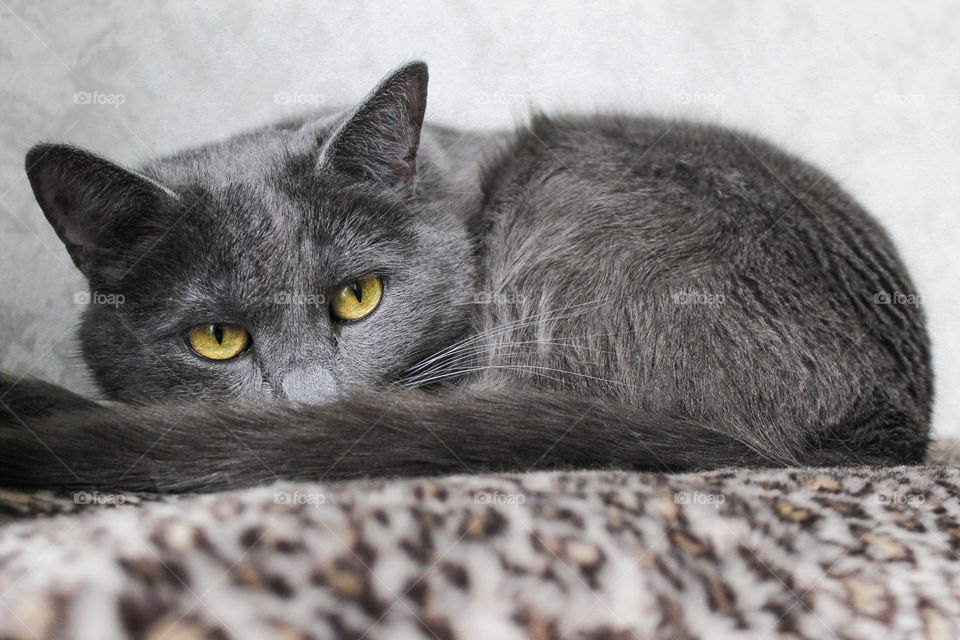 Russian blue cat looking at camera