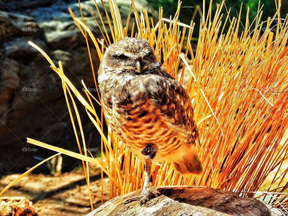 California burrowing owl