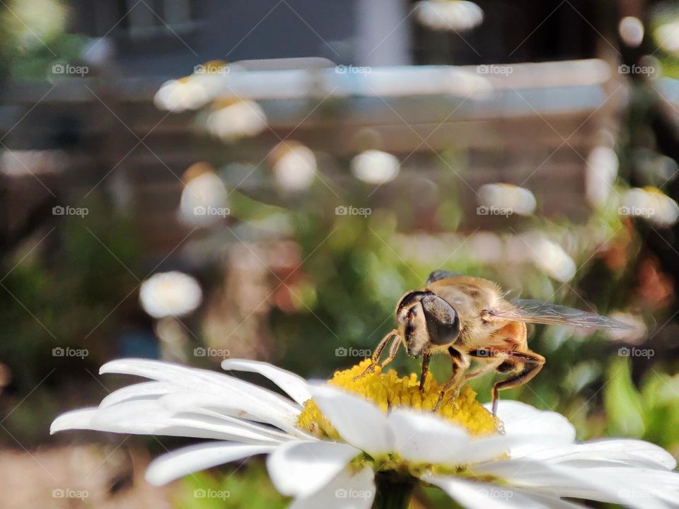 Bee on a daisy