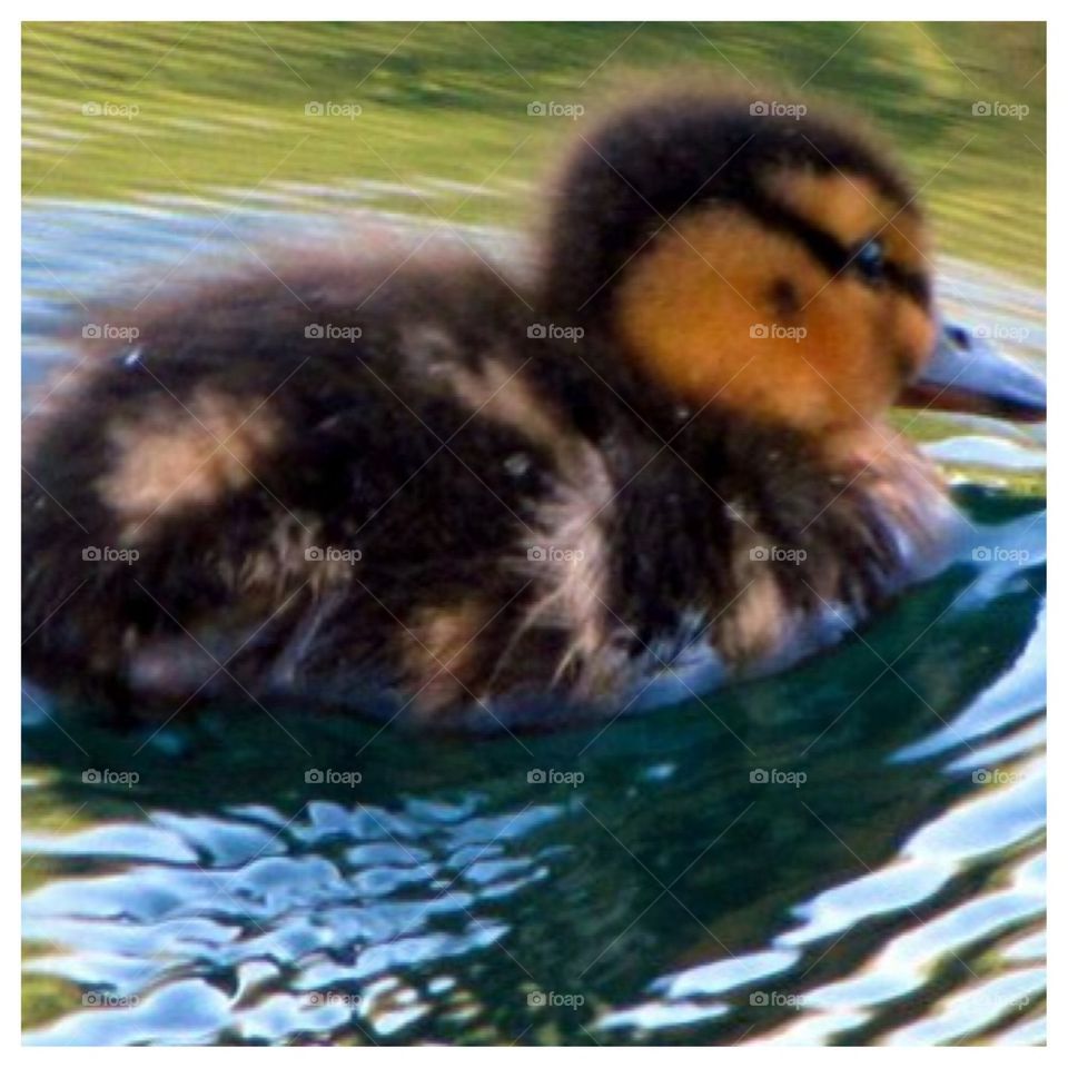 Newborn Duckling