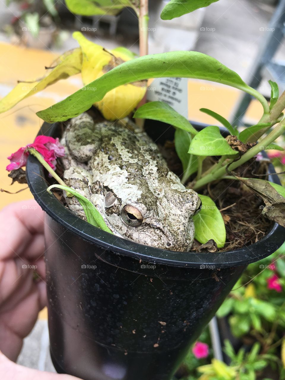 Giant frog in my flowers 