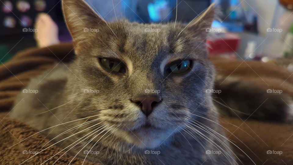 Up close photo of our cat Tigger.