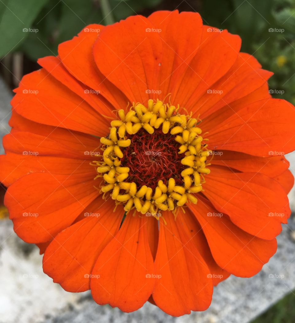 The flower circles with an outer shape of petals and inner pollen. Live nature and its beauty! / Os círculos da flor com um formato exterior de pétalas e interiores pólen. Viva a natureza e sua beleza!