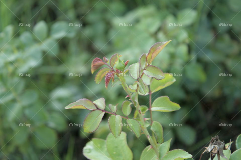 plant close-up