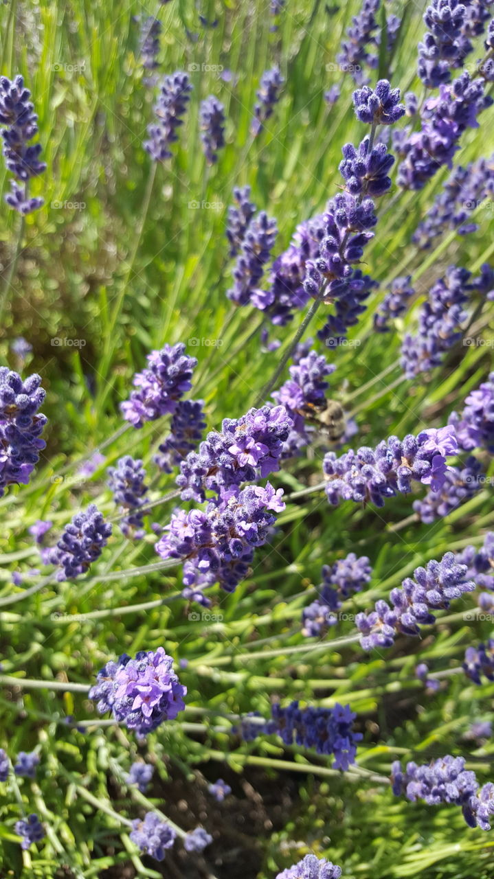 Flower, Nature, Lavender (Flower), Flora, Lavender Color