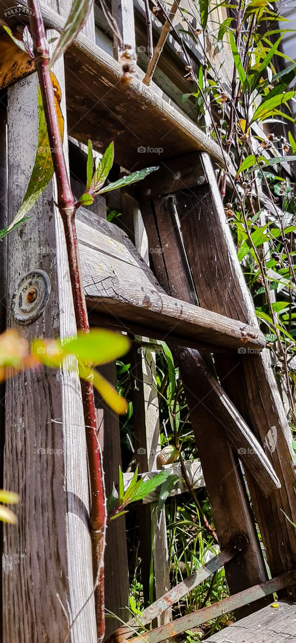 my favorite old wooden stepladder