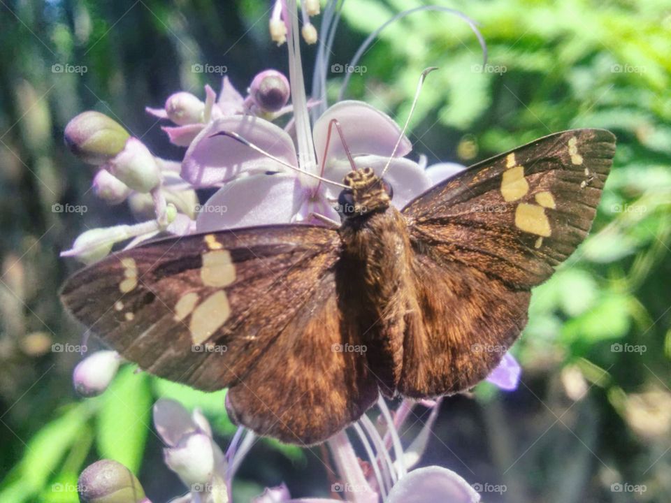 The butterfly sucks the nextar