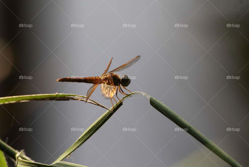 Ditch jewel. Female of dragonfly member Libellulidae beetwen the fresh grass at the morning day. The body's short and looking for fat. Yellowish near to reddish colour for the female with short cercus (pair of its top tail appendage).