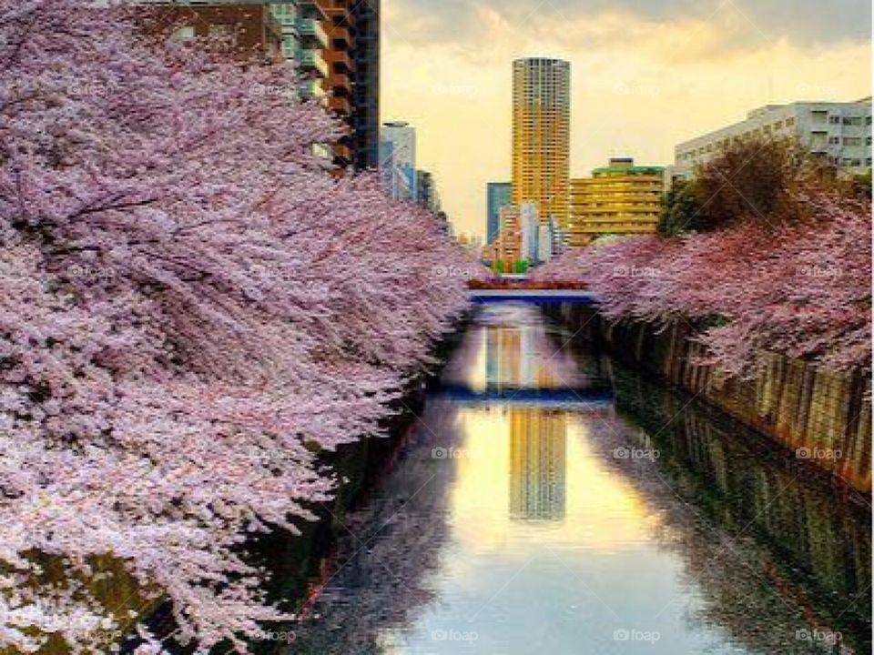 Meguro River Tokyo Japan !!!