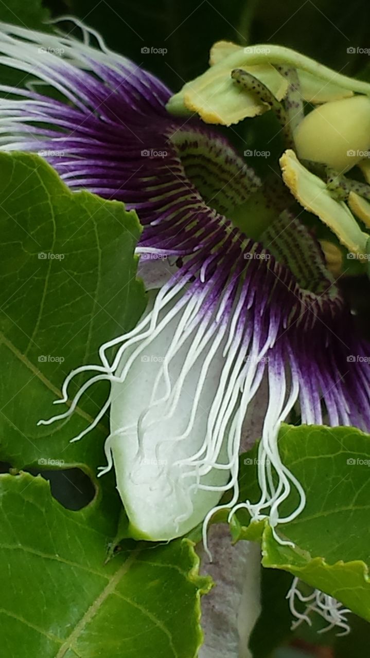 "Velvet Purple Passion Flower "