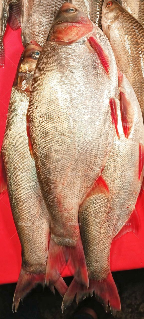 The silver carp fish