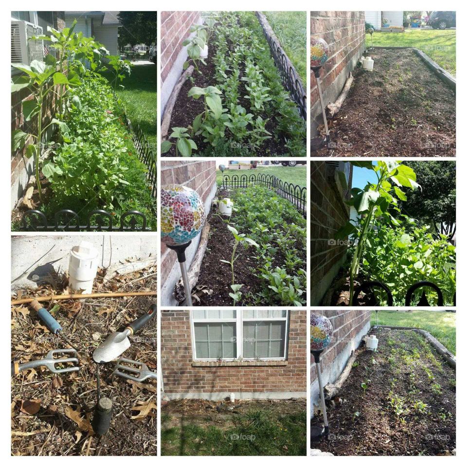 sunflower and zinnia garden colage