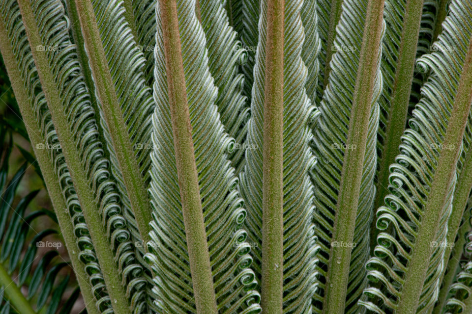 Green plant/Planta verde.