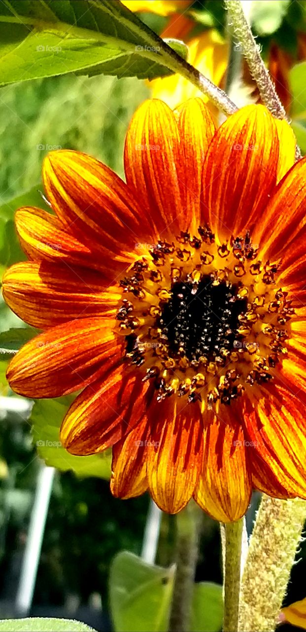 Sunflower hybrid for summer color