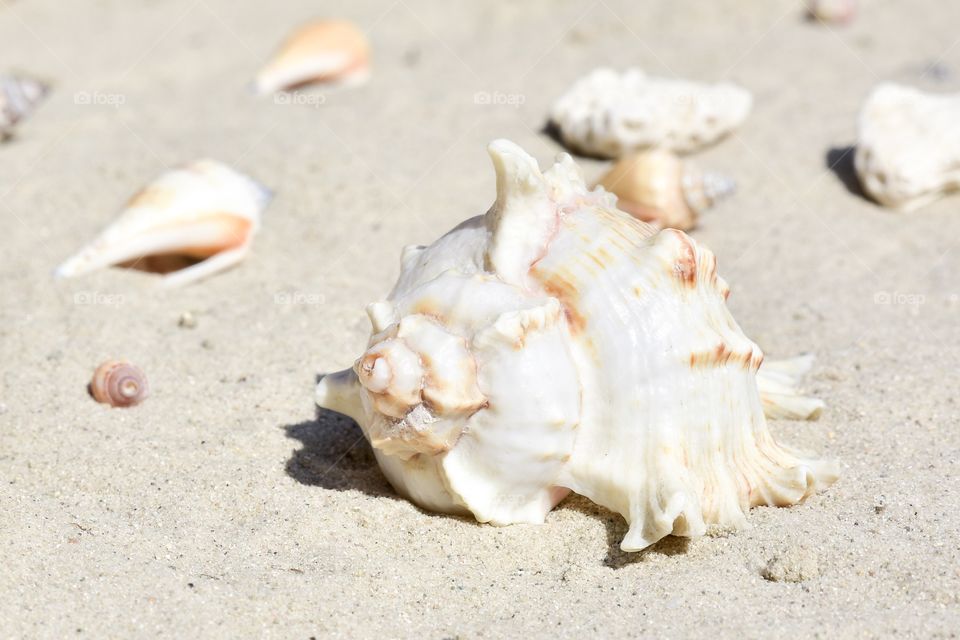 Sea shells