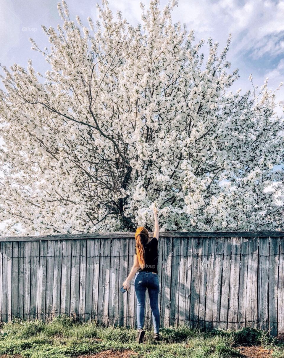 Blossom tree