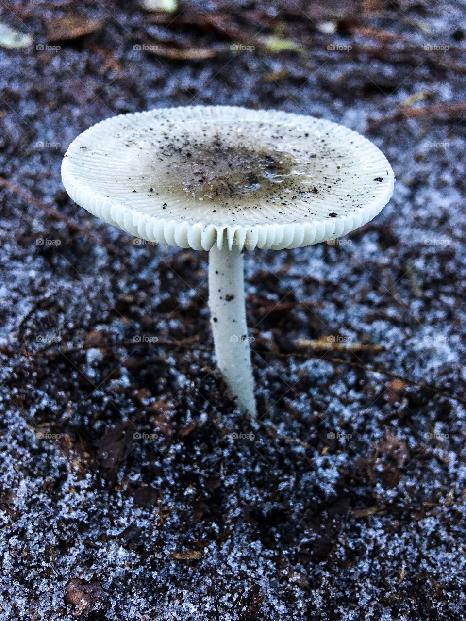 Beautiful mushroom in the Florida forest