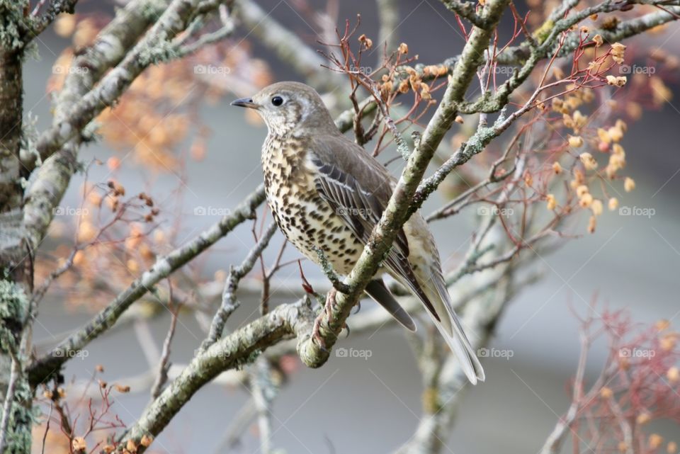 Thrush on the branch
