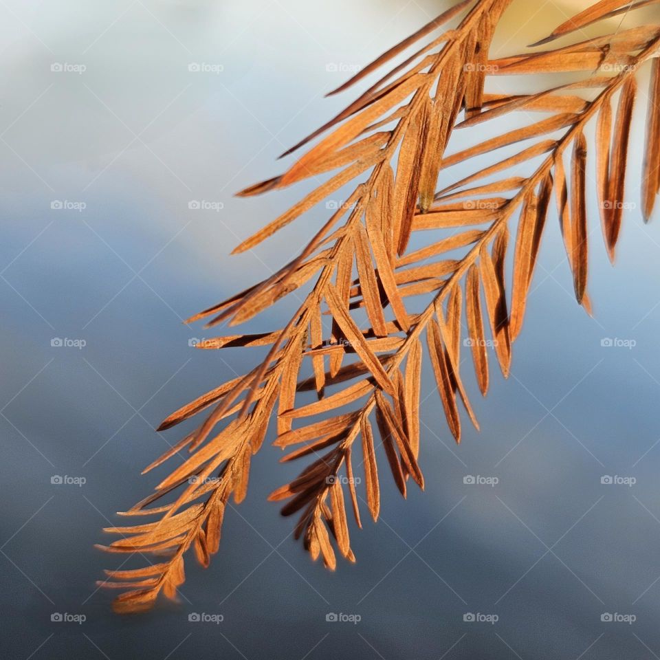 The touch of autumn on the coppery leaves, carried by the wind over the cool earth, like a fleeting caress.