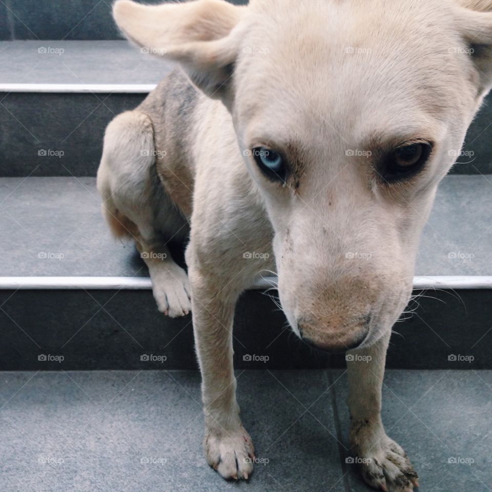 A dog sitting on staircase