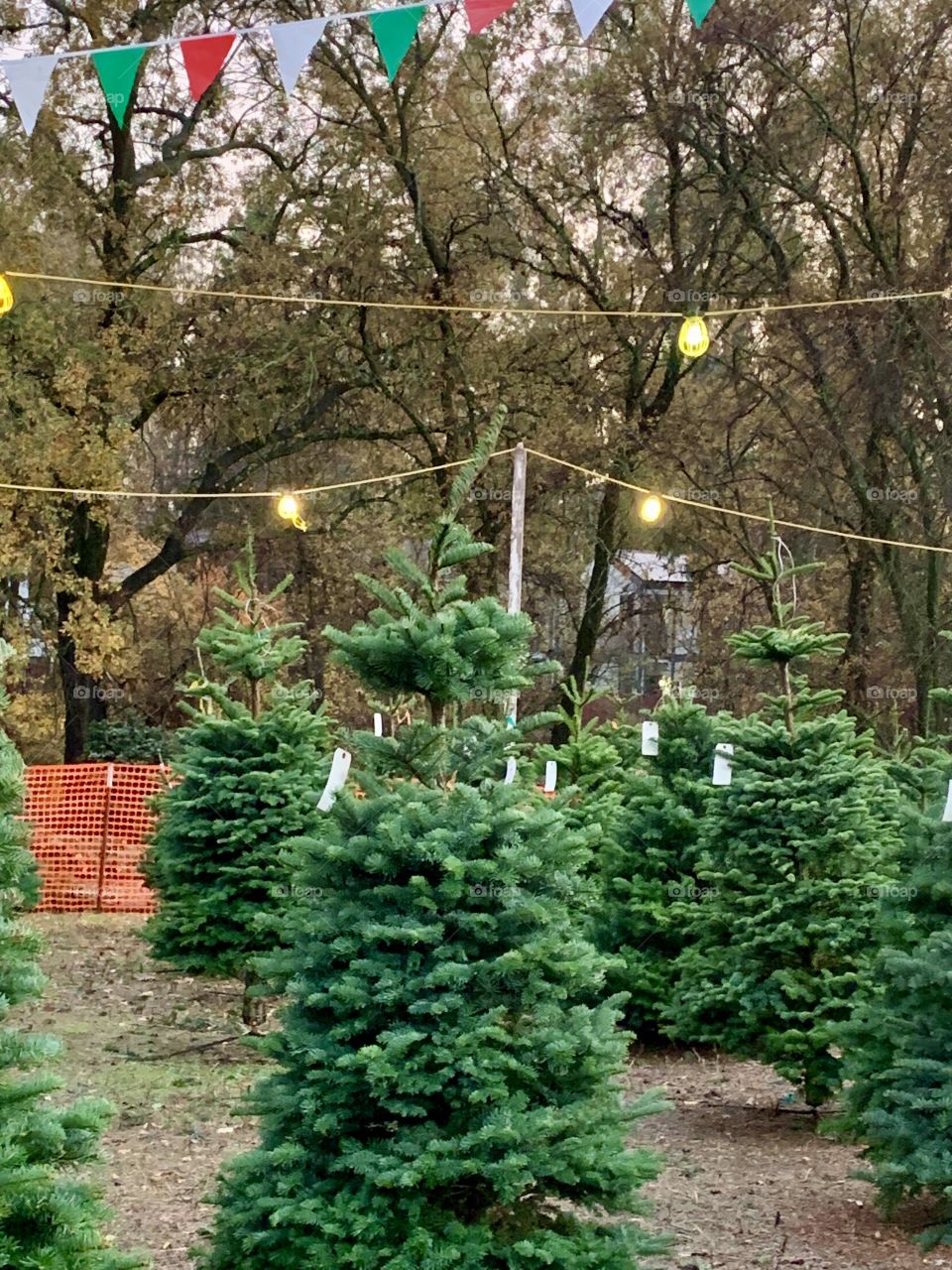 Christmas tree lot - pine trees and lights - celebrating holidays in America, USA traditions 
