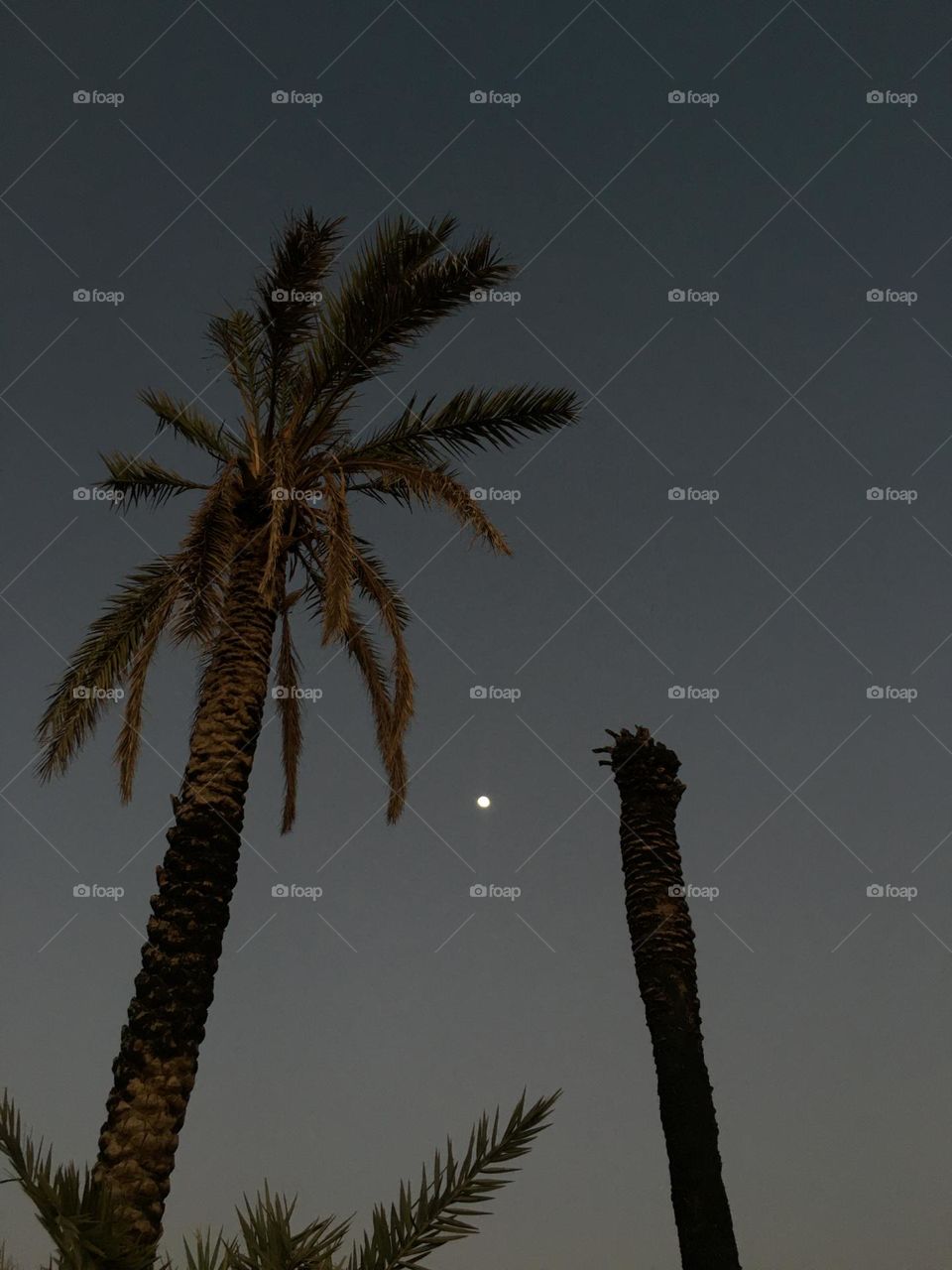 Beautiful moon behind a palm tree 