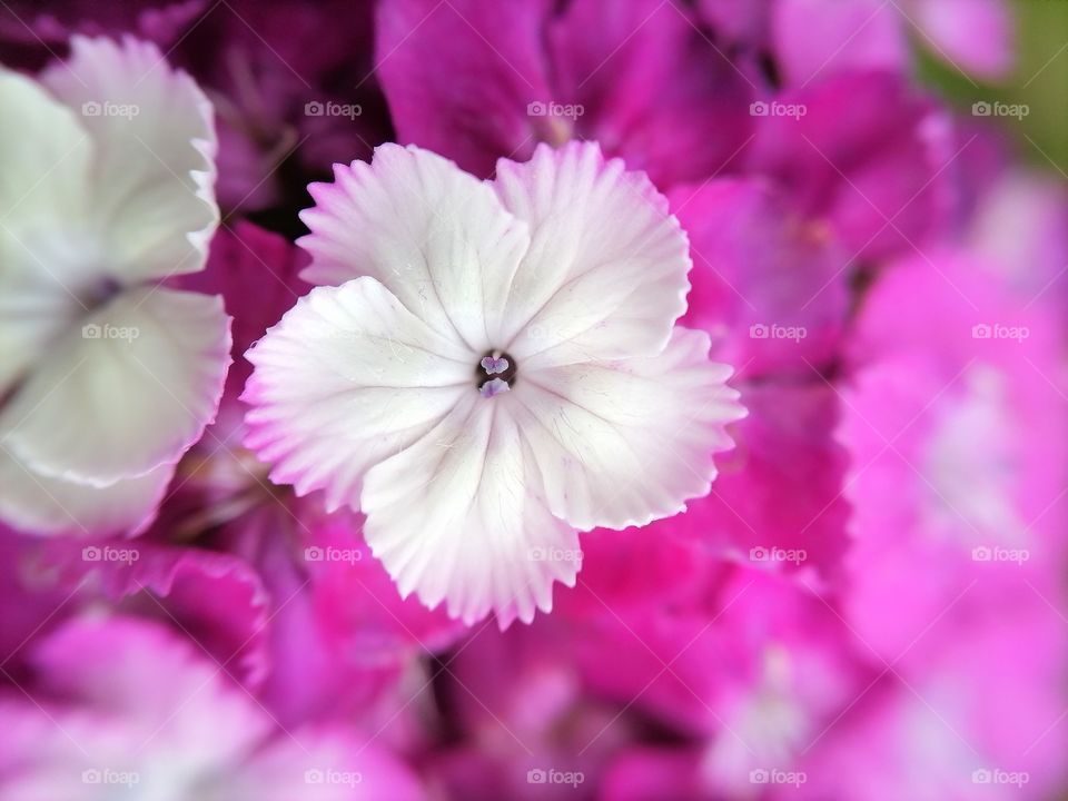 Pink flowers macro photo