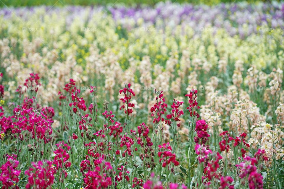 Northern California Wildflowers In Bloom