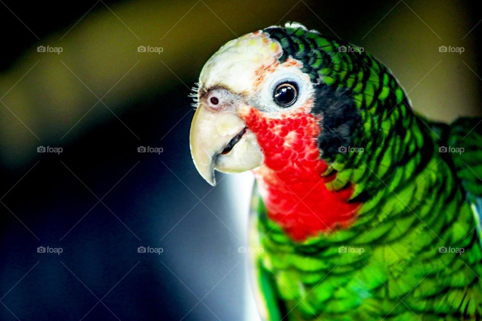parrot looking you