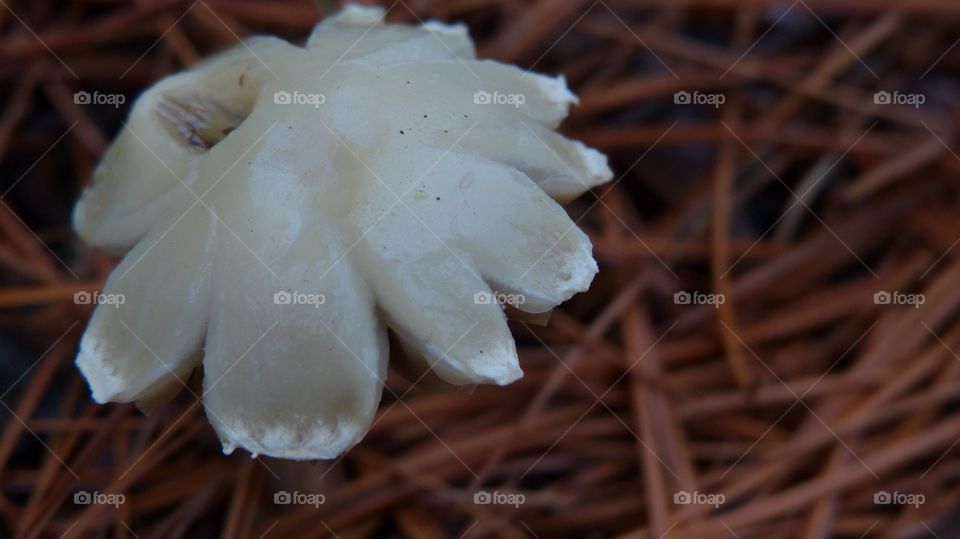 Flower shaped white mushroom