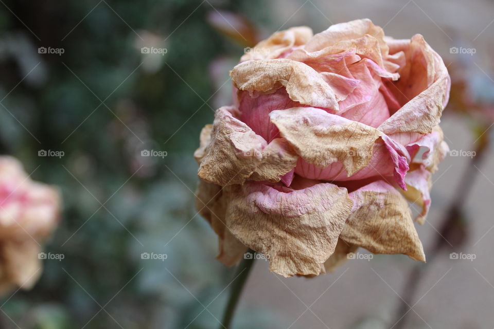 Pink dry rose in winter