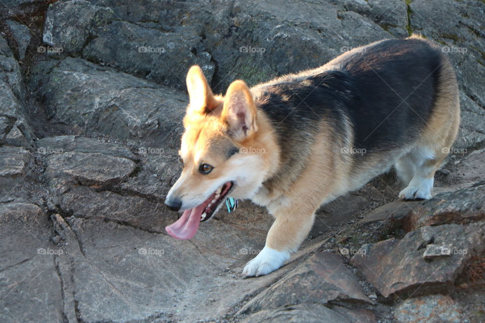 Funny dog on a rock 