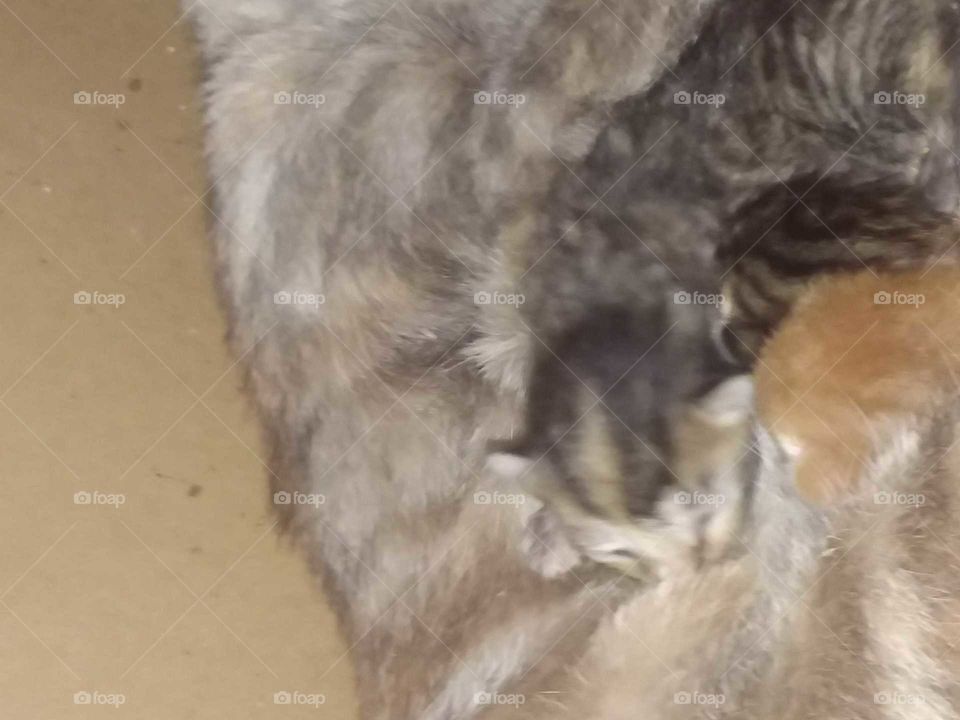 6 babies kittens only 2.left