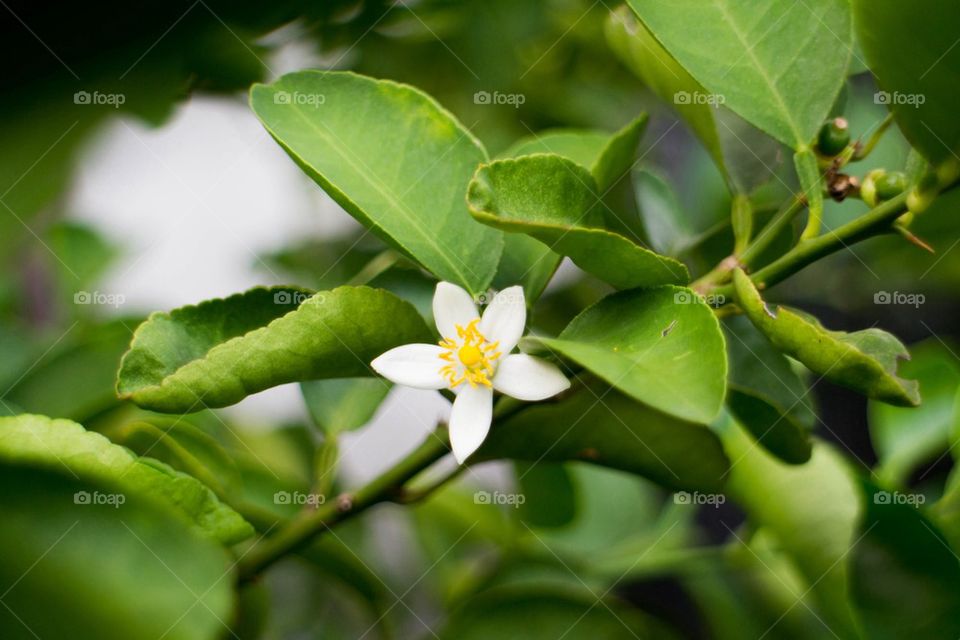 Lemon flower 