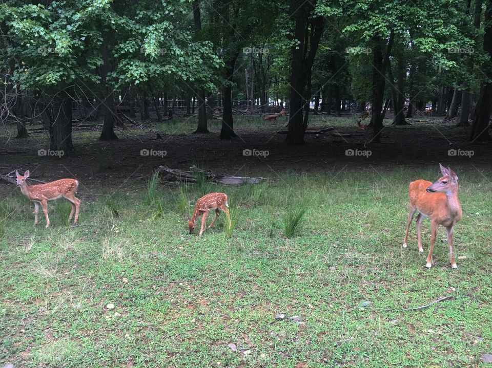 Deer in the Summer Forest