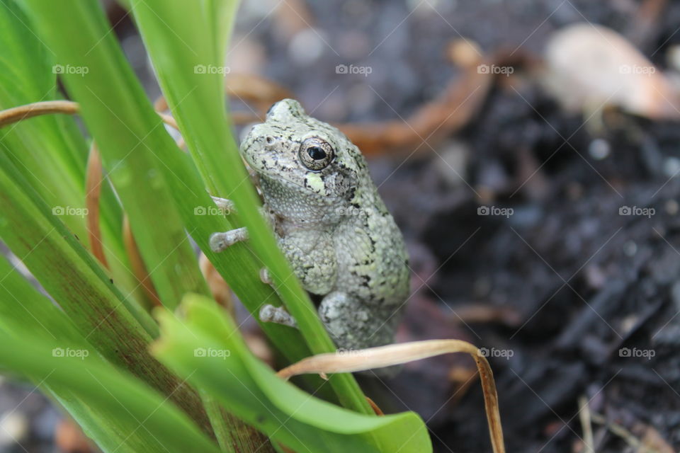 Close-up of a tree frog