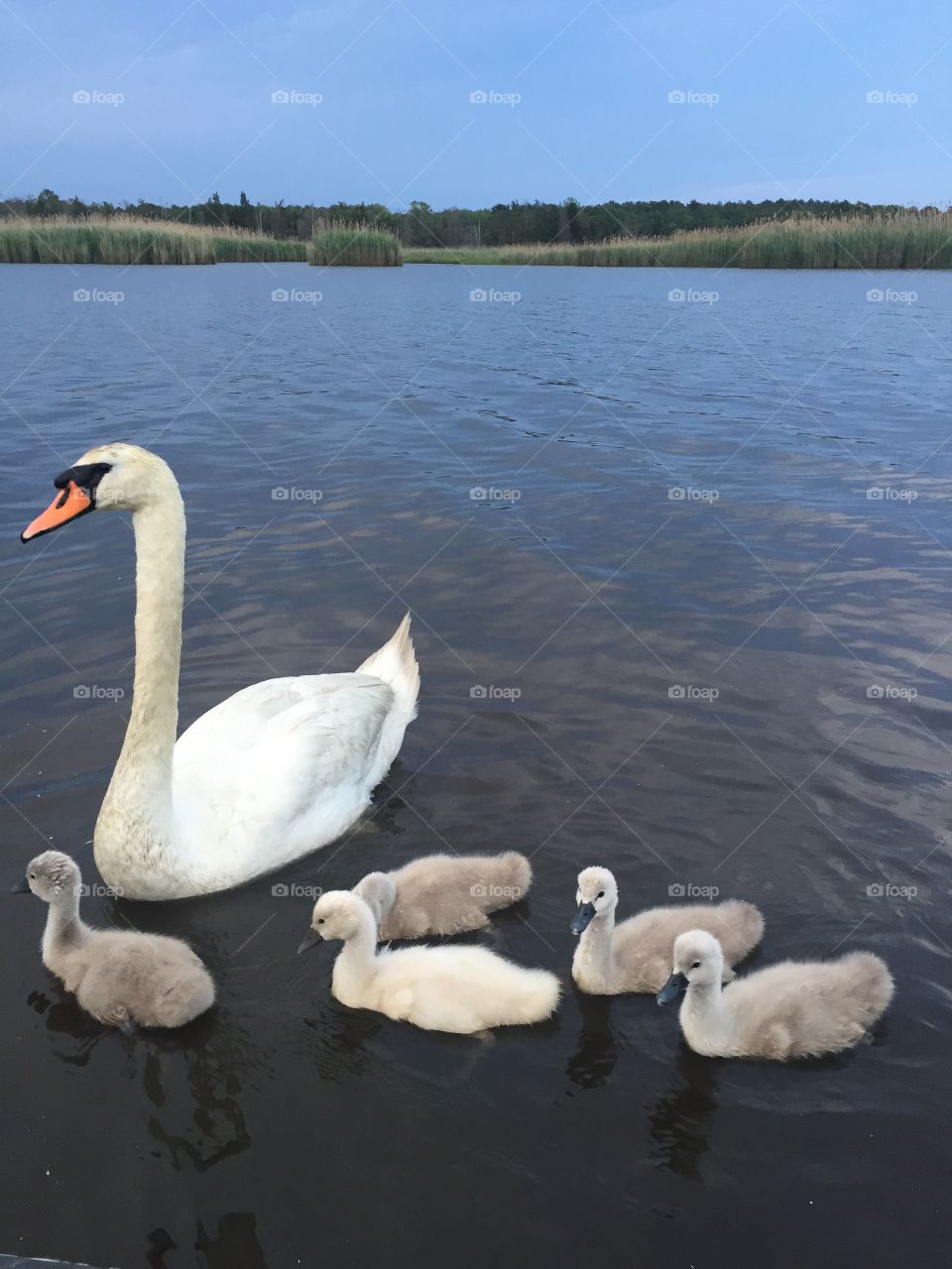Swan and her babies