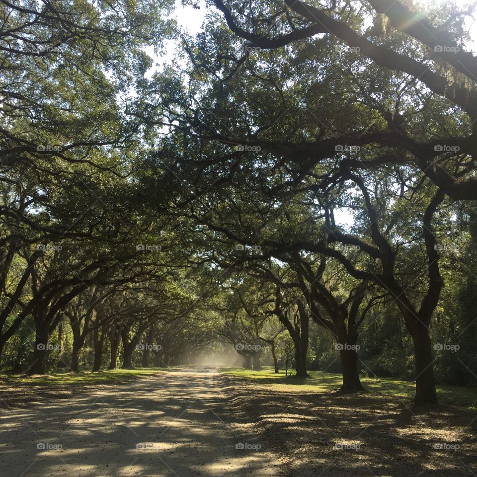 Savannah, Georgia - Spanish moss tree canopy