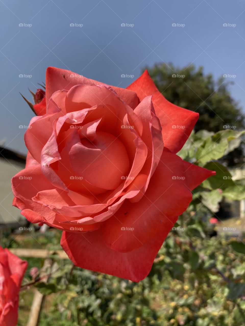 🌹 🇺🇸 Very beautiful flowers to brighten our day.  Live nature and its beauty. Did you like the delicate petals? / 🇧🇷 Flores muito bonitas para alegrar nosso dia. Viva a natureza e sua beleza. Gostaram das pétalas delicadas? 