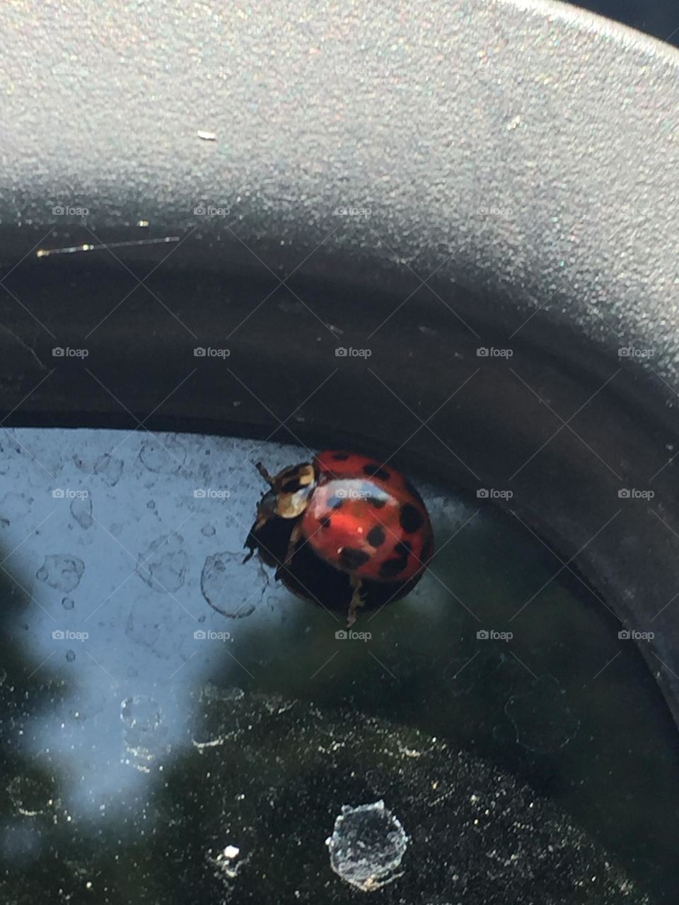 Metallic Ladybug