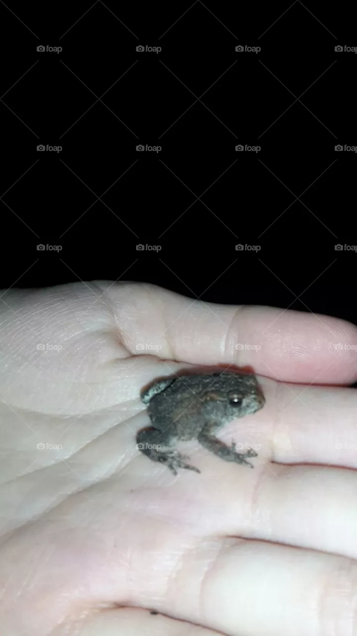 Frog