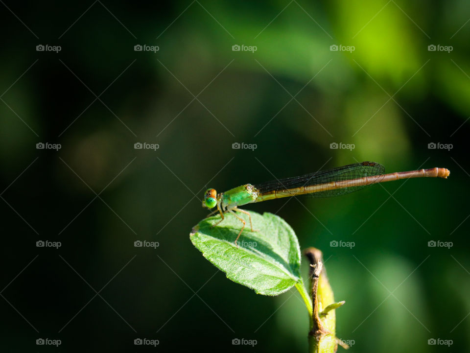 green damselfly
