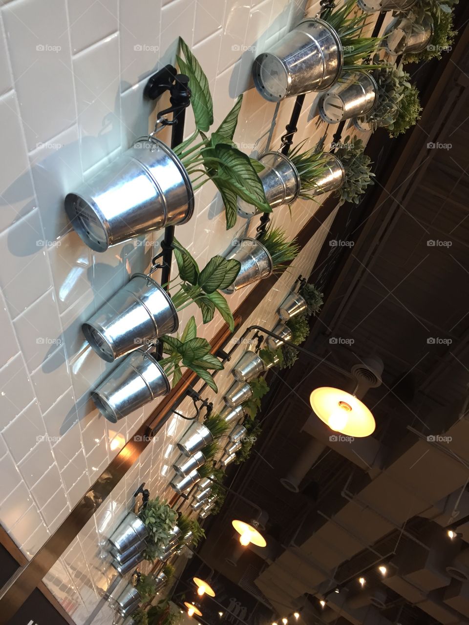 Plants a hanging