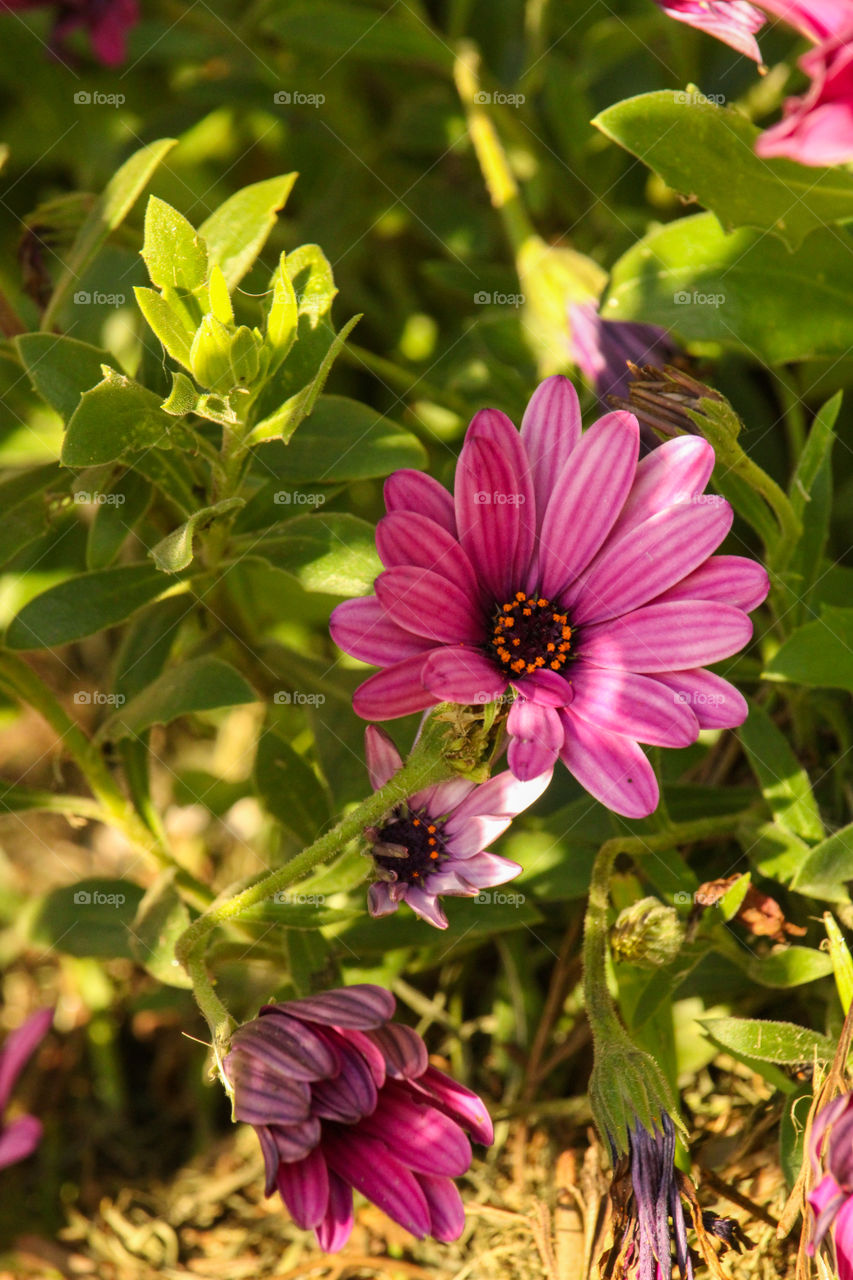 Purple vygie flowers surrounded by green leaves