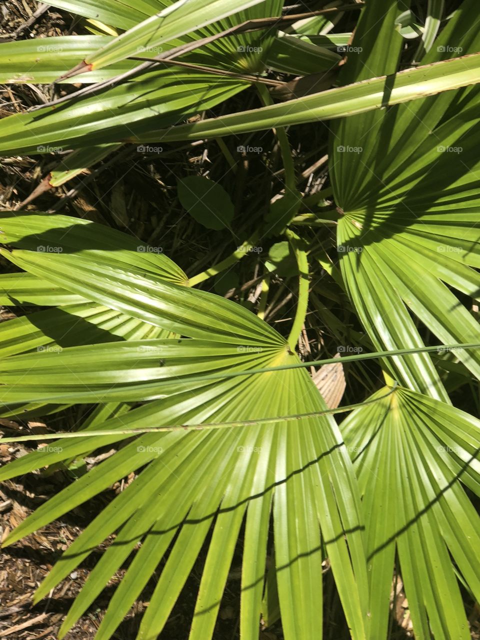 Green Palm leaves