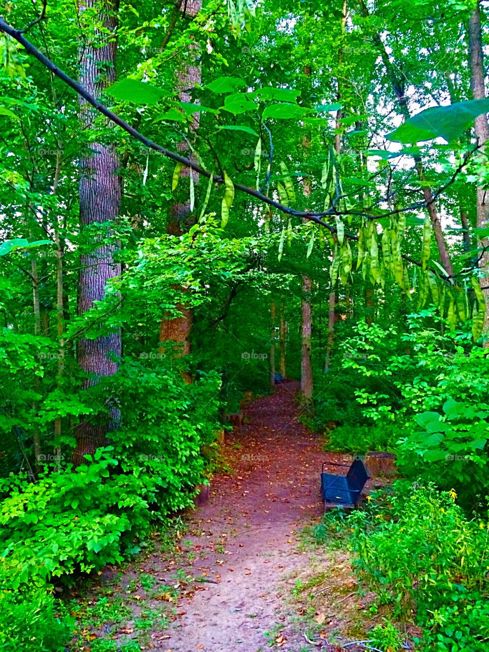 Summertime pathway