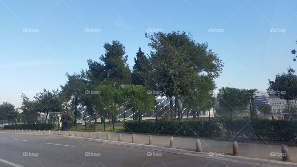 Tree, Road, Street, Landscape, No Person