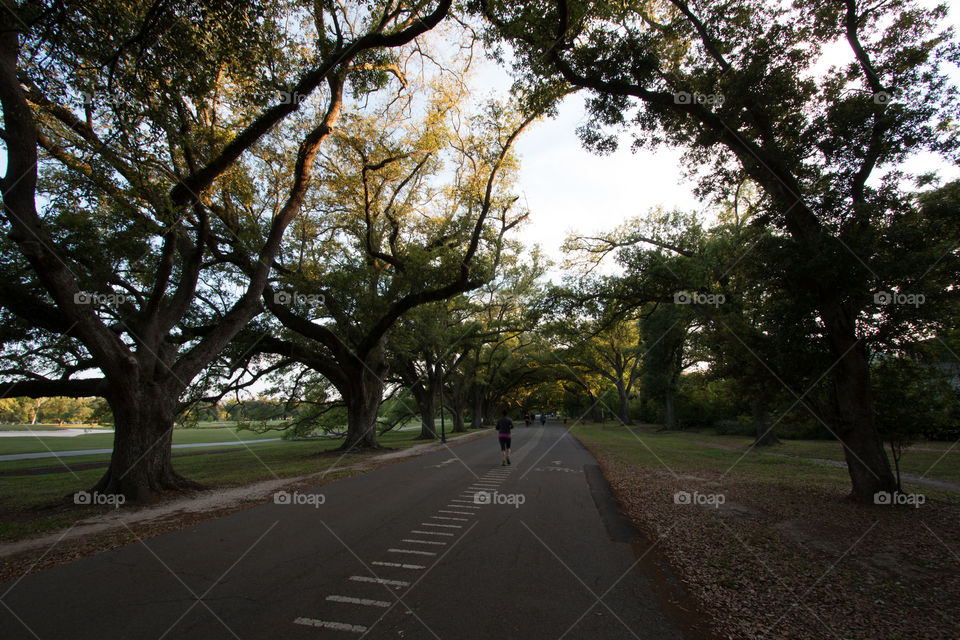 Path in the park