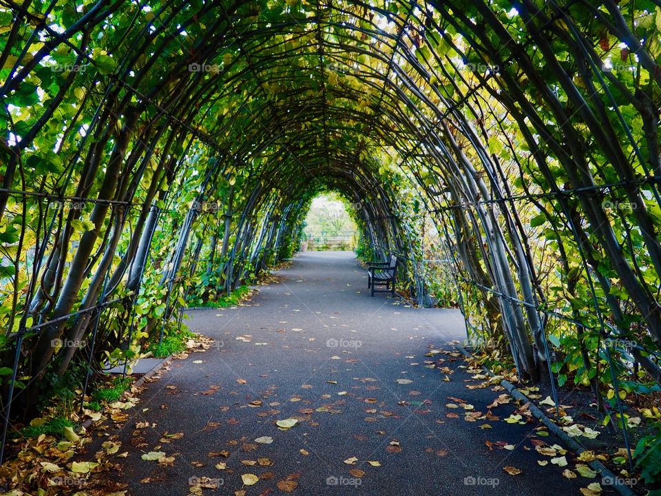 Tunnel of plants from the gardens next to Kensington Palace in London.